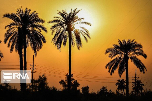 مرغوبترین خرما در ایران