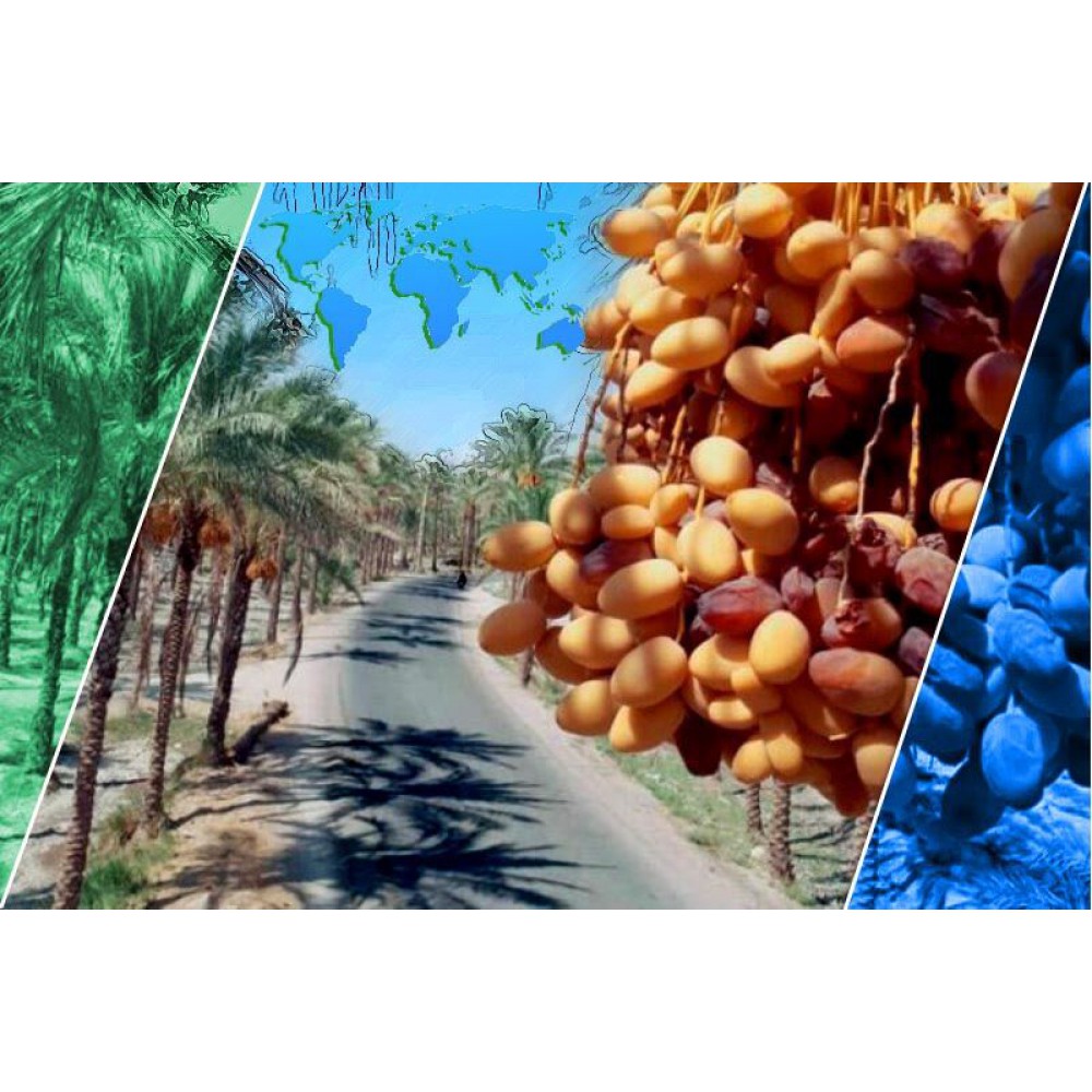 جایگاه جهانی خرمای ایران